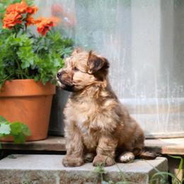 Shih Tzu Puppies from Nelly Kolomiyets