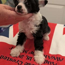 Baby Sassy - Black and white female Chinese Crested puppy in Florida from BryMar Chinese Cresteds