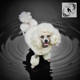 Peaches - Poodle