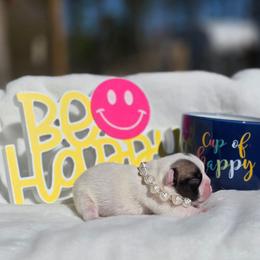 Pied piper - Fawn and white female French Bulldog puppy in Polk City, Florida from Best Friend Frenchies, LLC
