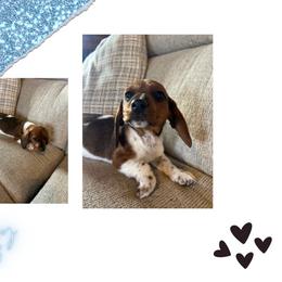 Boy 3 - Piebald male Dachshund puppy in Plato, Missouri from David & Stacey's Dachshunds