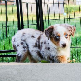 Coconut - Red merle Australian Shepherd puppy in Indianapolis, Indiana from Sunburst Australian Shepherds