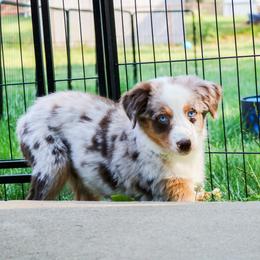 Coconut - Red merle Australian Shepherd puppy in Indianapolis, Indiana from Sunburst Australian Shepherds