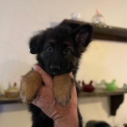 Piper - Black and tan female German Shepherd puppy in Florida from Best Shepherds