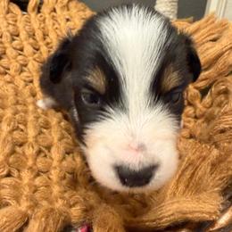 BTF1 - Black tri-color female Australian Shepherd puppy in Manchester, Iowa from Lone Willow Aussies