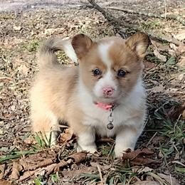 Natural tail, Triple Clear, Blue Eyes, CKC, OFA parents - Red merle and white female American Corgi puppy in Harpursville, New York from Rex Farm Corgis