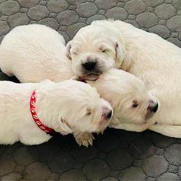 Male Pick 2 - Light golden male Golden Retriever puppy in Litchfield Park, Arizona from Phoenix Golden Retriever & Biewer Terriers