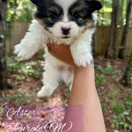 Aster - White and black male Pembroke Welsh Corgi puppy in White, Georgia from Royal Diamond Corgis
