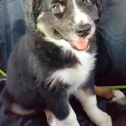 Australian Shepherds from Farmhouse Aussies