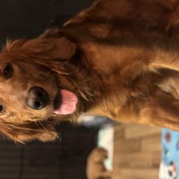 Golden Retrievers from Golden Penny AZ