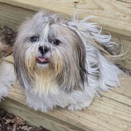 Sage - Shih Tzu