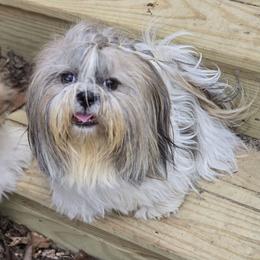 Sage - Shih Tzu