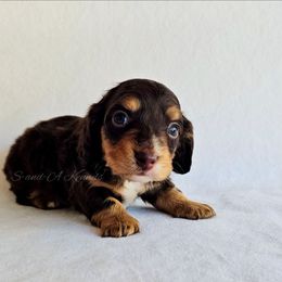 Augustus - Chocolate and tan male Dachshund puppy in Quitman, Mississippi from S-and-A Kennels