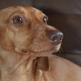 Dachshunds from Riverside Mini Weenies