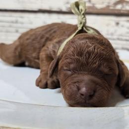 Cooper DARK RED - Red  male Goldendoodle puppy in Austin, Texas from Austin Doodles & Poodles