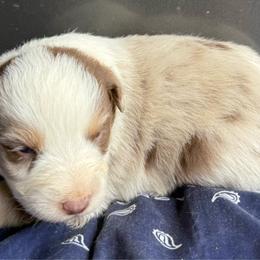 Inferno - Red merle male Australian Shepherd puppy in Stanford, Kentucky from Red Feather Aussies