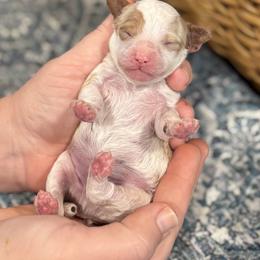 Boy 1 - Parti male Poodle puppy in Wharton, Texas from In the Red Poodles