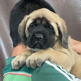 Girl 3 - Fawn female Mastiff puppy in Monterrey from Huereca Mastiff
