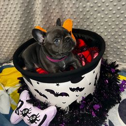 Sally (pink collar) - French Bulldog puppy from K&J Frenchies