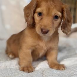 Rosie - Dapple female Dachshund puppy in Duncanville, Alabama from Bear Creek Dachshunds