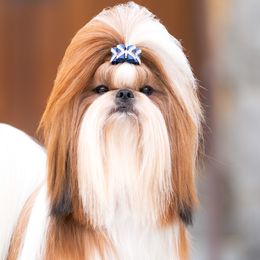 Shih Tzus from Northstar Shih Tzu