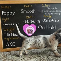 Poppy - Dapple female Dachshund puppy in Hoquiam, Washington from Heyd's Mini Dachshunds