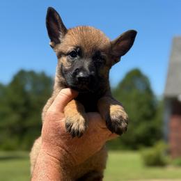 Eva - Sable female German Shepherd puppy in Murrayville, Georgia from Vom Clark’s German Shepherds