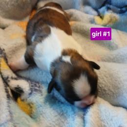Shih Tzu Puppies from 2 Sons & 4 Paws Puppies