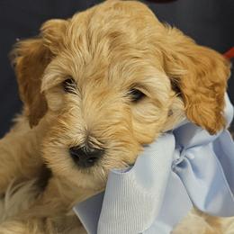 Goldendoodles from Faithfully Doodles