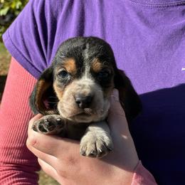 Male 2 - Black brown and white male Basset Hound puppy in Lindley, New York from Hill Top Basset Hounds & Cane Corso
