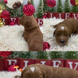 River - Red  male Goldendoodle puppy in Wayland, New York from Loris Pampered Pooches💕