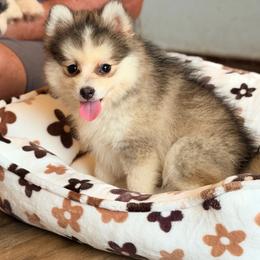 Drake - Silver and white male Pomsky puppy in Centerville, Iowa from LJ Kennels Pomskies, LLC