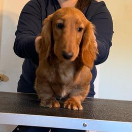 Tommon - Red male Dachshund puppy in Hazlehurst, Georgia from DrakeFire Dachshunds