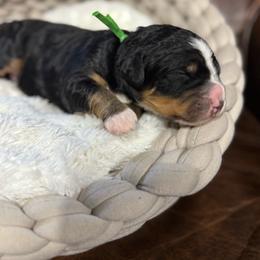 Reuben - Tri-color male Bernedoodle puppy in Rose Hill, North Carolina from Red Door Canines
