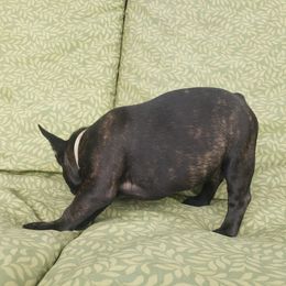 French Bulldog Puppies from LA_Texas Frenchie's