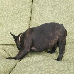 French Bulldog Puppies from LA_Texas Frenchie's