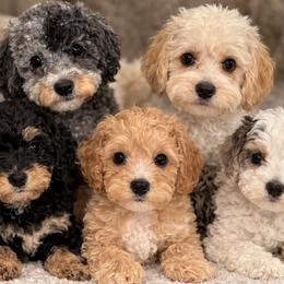 Cavapoochon puppies from CaviCajun Kennels