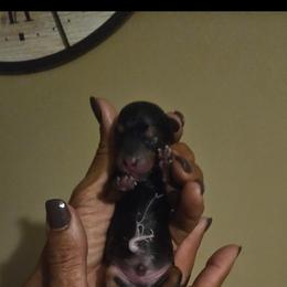 Boy 6 - Black and gold male Yorkshire Terrier puppy in Ohio from Brittany’s Yorkshire Terriers