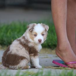 Australian Shepherd, Miniature American Shepherd, Miniature Australian Shepherd, and Toy Australian Shepherd Puppies from Painted Blue Aussies