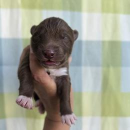 Girl 1 - Red and white female Siberian Husky puppy in Terre Haute, Indiana from April's Huskies