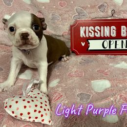 Boston Terrier Puppies from Heather's Boston Babies