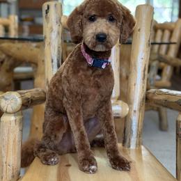 Sally - Goldendoodle