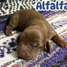 Alfalfa - Chocolate and tan male Dachshund puppy in Bogata, Texas from Maple Creek Run