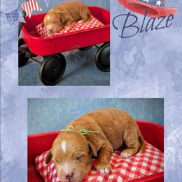 Blaze - Red  male Goldendoodle puppy in Coarsegold, California from Hobbit Hollow Acres
