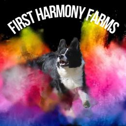 Border Collie puppies from First Harmony Farms