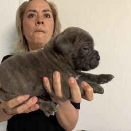 Boy 2 - Gray male Cane Corso puppy in Kaufman, Texas from Phantom Corsos