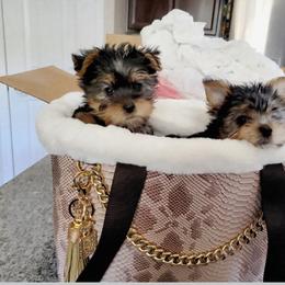 Biewer Terrier and Yorkshire Terrier Puppies from Treasures of Neptune Cove