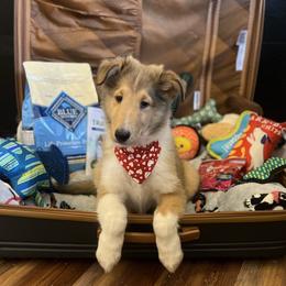 Steve - Sable male Collie puppy in Chilhowie, Virginia from Jolly Collies