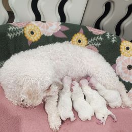 Bichon Frise puppies from Waterloo Bichons AKC