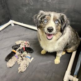 Miniature Australian Shepherd Puppies from 5 Star Mini Aussies